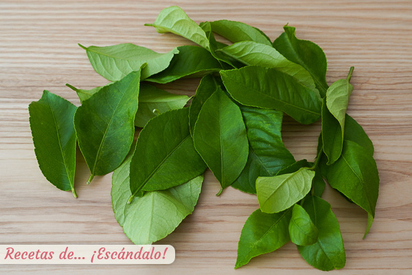 Hojas de limonero frescas